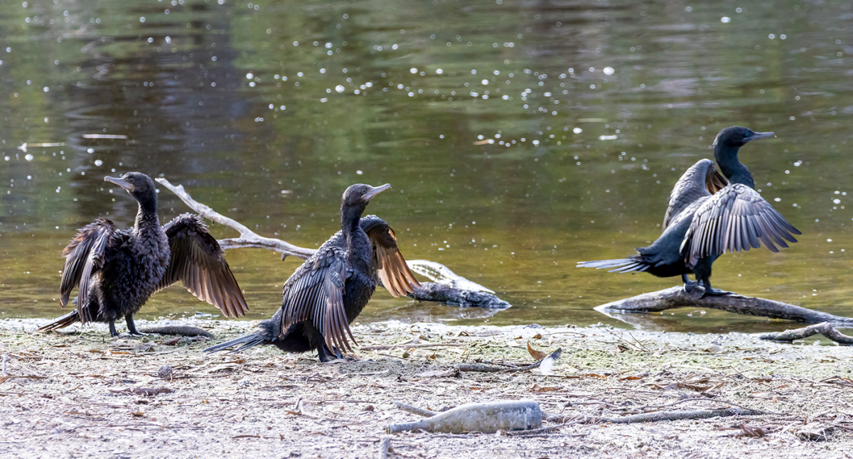 Photographer discovers sad detail in images taken at Aussie lake