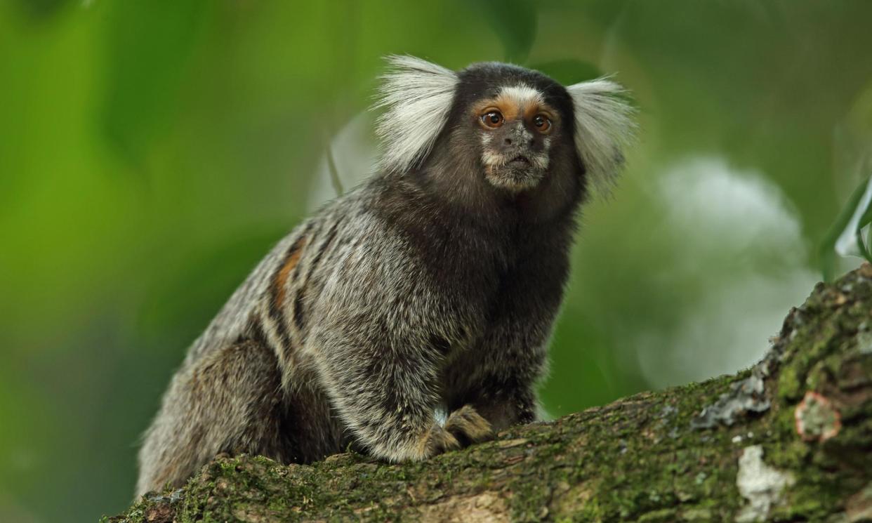 <span>Marmosets live in small family groups and use whistle-like vocalisations called ‘phee calls’.</span><span>Photograph: FLPA/Alamy</span>