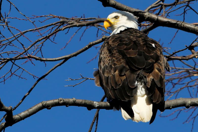 FILE PHOTO: Bald Eagle perches on a branch above the Hudson River at Croton Point Park in Croton-on-Hudson, New York