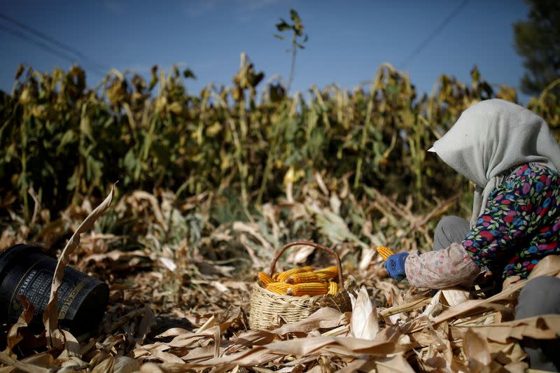 FILE PHOTO: A farmer harvests corn in a field on the outskirts of Jiayuguan