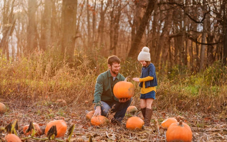 Plenty of farms now provide pumpkin picking activities - Elizabeth Salleebauer/Getty