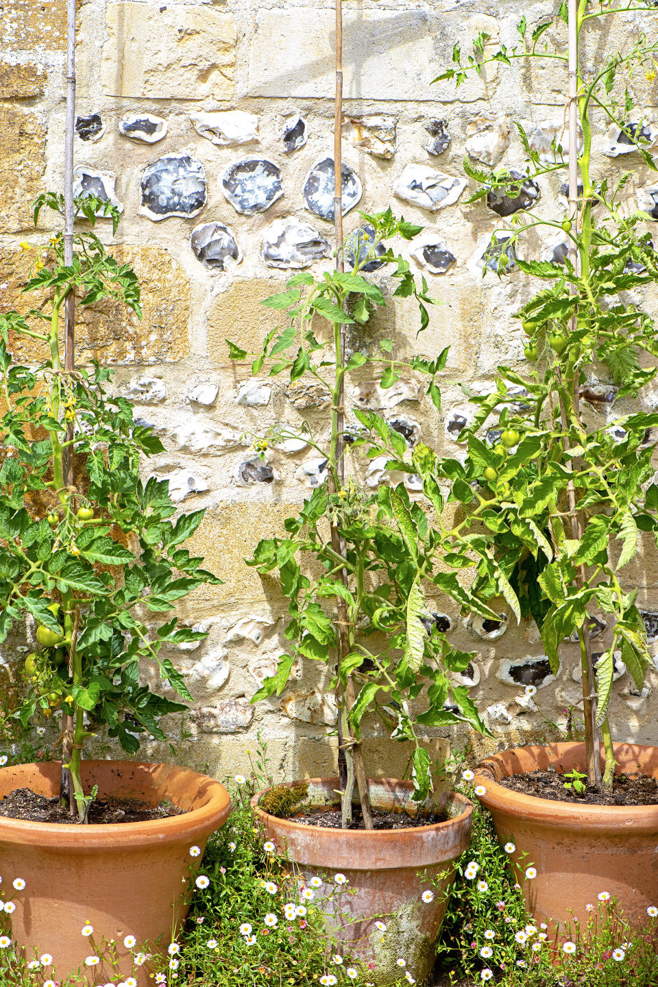 GROW TOMATOES IN POTS