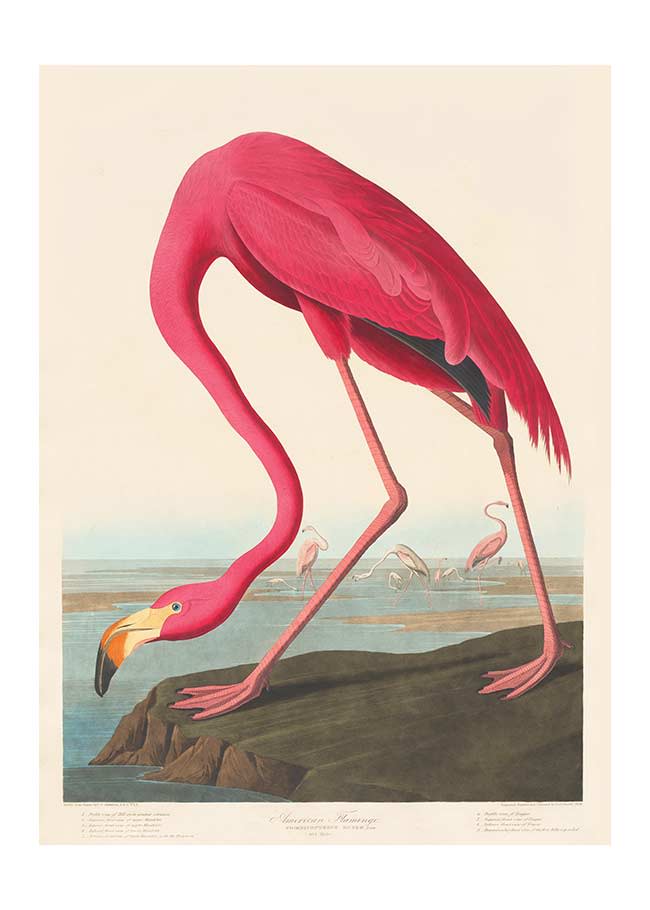 American Flamingo Vintage Antique Bird Print