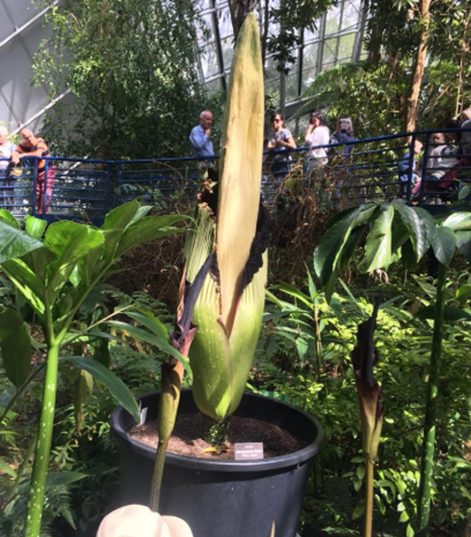 The corpse flower takes 10 years to blossom. Source: 7News