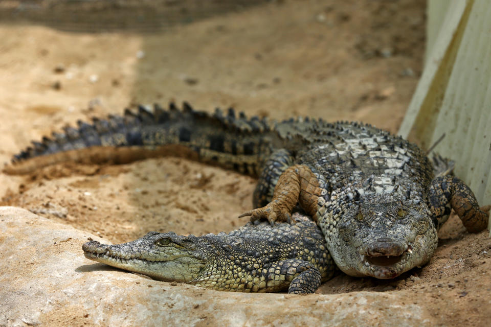 In this Tuesday, April 22, 2014 photo, two crocodiles are seen at a breeding farm on the southern Persian Gulf island, Qeshm in Iran. Crocodile farming isn’t the most obvious business opportunity in Iran. The wide-jawed reptiles aren’t native to the country, their meat can’t legally be served at home and they don’t have the friendliest reputation. (AP Photo/Ebrahim Noroozi)