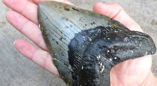 The massive tooth that washed up on the beach is bigger in size than the average size human hand. Source: Supplied