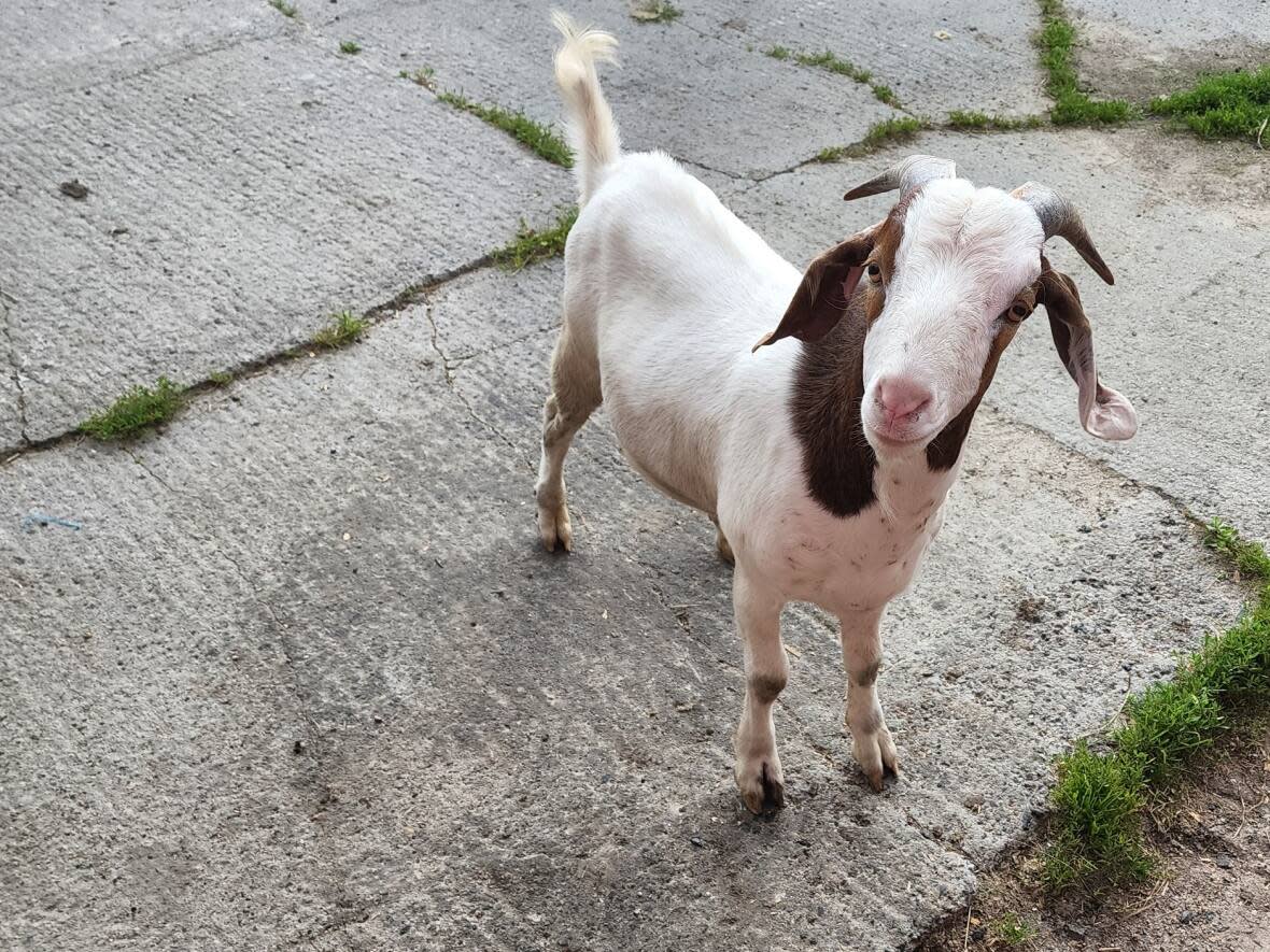 Goaty, as he's become known, is currently residing in Kenora, but is believed to be the same goat that was escorted out of a powwow in Northwest Angle 33 First Nation, about 60 km southeast of Kenora. (Submitted by Amy Mosionier - image credit)