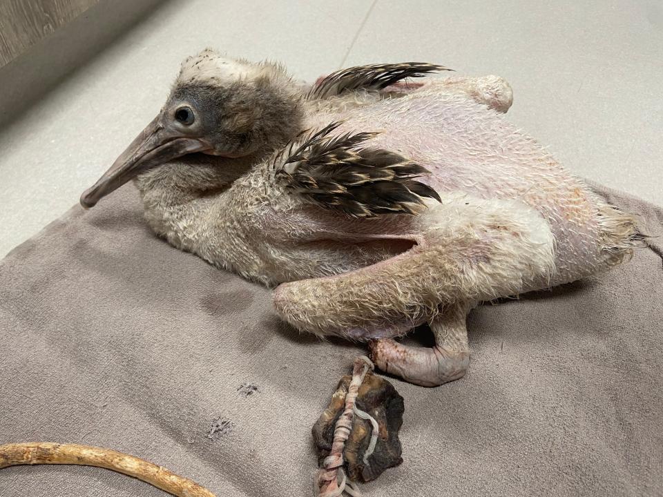 This juvenile pelican with a piece of twine wrapped around its broken leg.