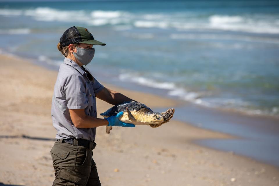 Staff with NASA, the National Park Service, Herndon Solutions Group, the center’s environmental services contractor, and others released Kemp’s ridley sea turtles into the Atlantic Ocean at the Canaveral National Seashore near Kennedy Space Center on Friday.