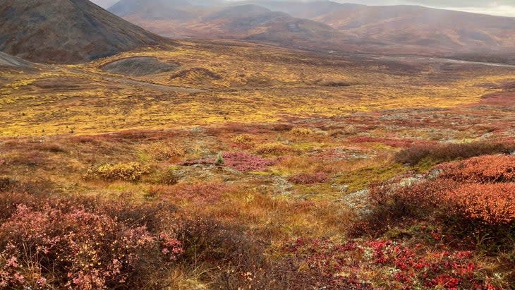 <span class="article__caption">Stormy autumn weather spills over the Brooks Range into the upper Noatak basin, where a new population of spruce has established itself in Arctic tundra.</span> (Photo: Roman Dial)