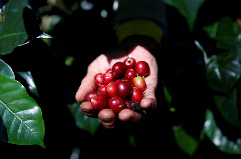 FILE PHOTO: A worker harvests arabica coffee cherries at a plantation near Pangalengan, West Java