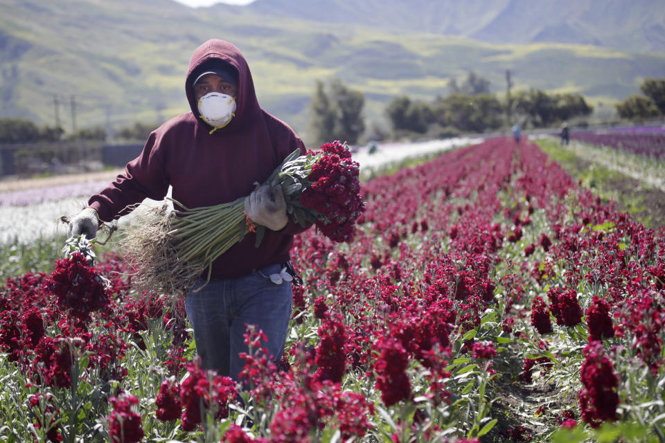 FILE - In this April 15, 2020, file photo, a farmworker wears a mask as he works at a flower farm in Santa Paula, Calif. Volunteers in California are working to ensure that the thousands of farmworkers who toil in the fields every day are receiving coronavirus vaccinations. Farmworkers are particularly vulnerable because they live in crowded housing and travel to farms in packed vehicles. (AP Photo/Marcio Jose Sanchez, File)