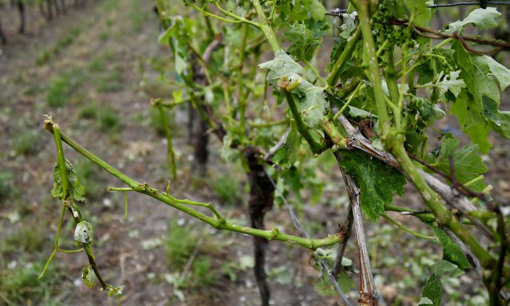 Severely damaged vines in Cognac after a hailstorm in the region