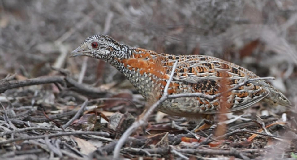 A painted buttonquail among sticks. 