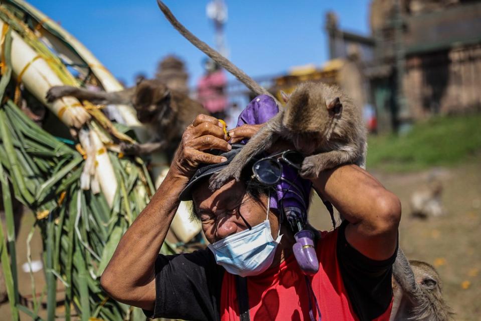 LOP BURI, THAILAND - NOVEMBER 28: Monkeys jump on tourists during the Lopburi Monkey Festival at the Phra Prang Sam Yod Temple on November 28, 2021 in Lop Buri, Thailand. Lopburi holds its annual Monkey Festival where local citizens and tourists gather to provide a banquet to the thousands of of long-tailed macaques that live in central Lopburi. This year the event was Lopburi's main reopening event since Thailand opened to foreign tourists without quarantine on November 1. (Photo by Lauren DeCicca/Getty Images)