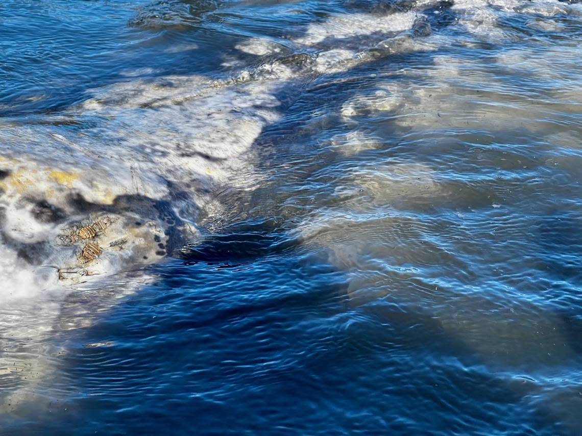 A gray whale swims in the Morro Bay Harbor on Thursday, March 14, 2024. The whale has been been spotted in the harbor for the last few days. Paul LaRiviere