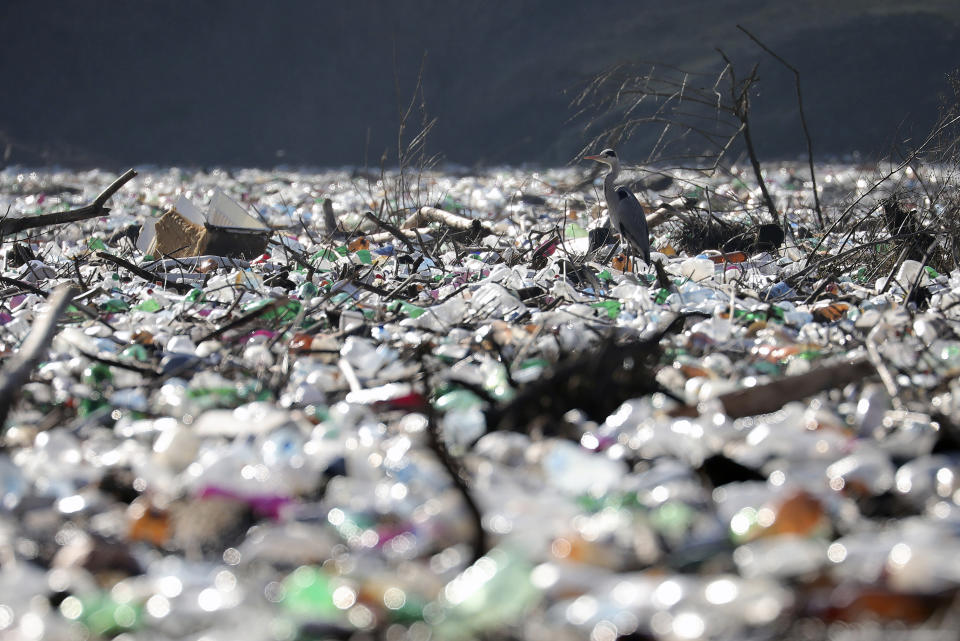 A grey heron stands between dumped plastic bottles and barrels on the bank of the Potpecko Lake on the Lim river, near city of Priboj, Serbia, Tuesday, Jan. 5, 2021. Plastic bottles and other garbage are among tons of garbage clogging rivers in Serbia, Montenegro and Bosnia that were once famous for their emerald color and crystal clear waters. (AP Photo/Dragan Karadarevic)