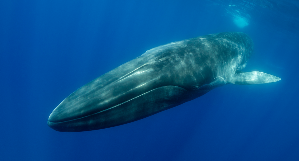 Fin whales are listed as endangered in the United States. Source: Getty