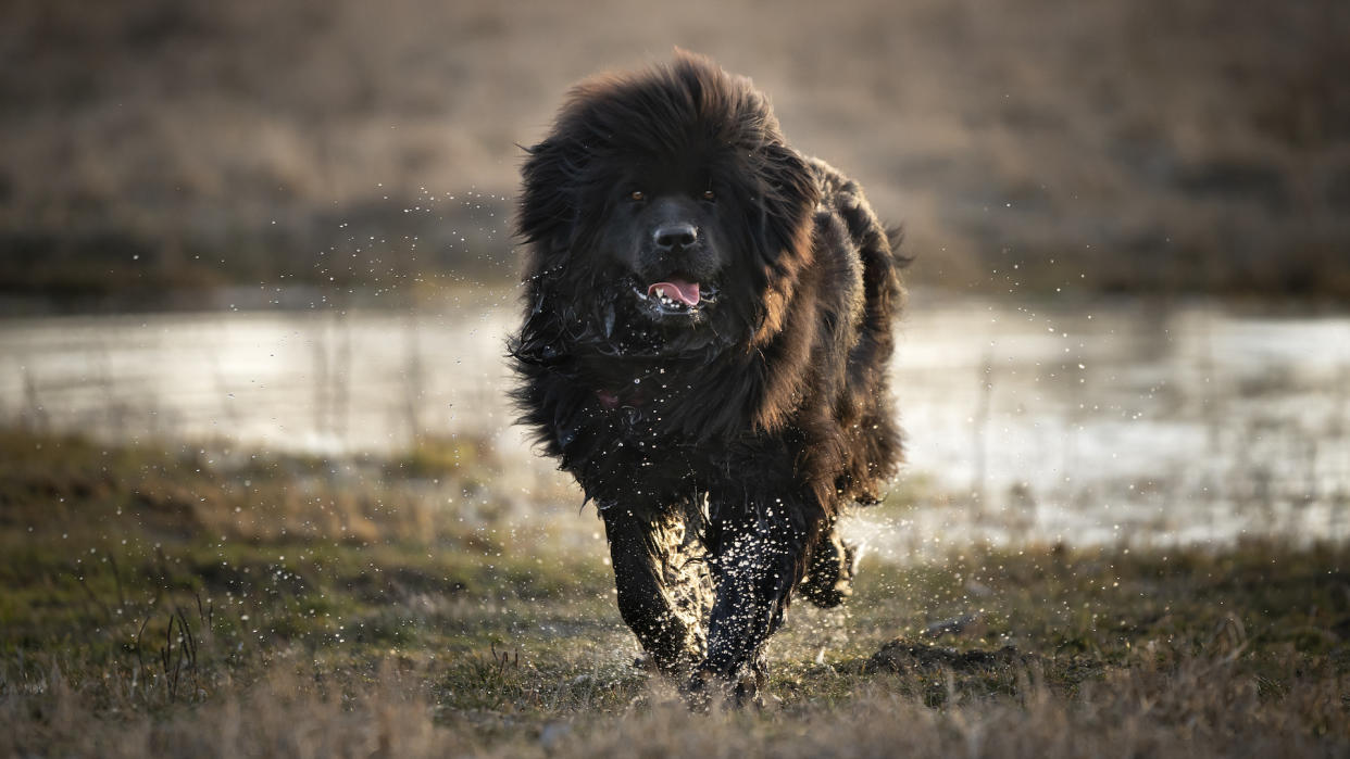  Newfoundland dog coming out of a puddle. 