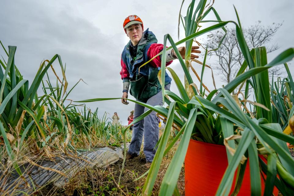 Colleen Keenan, Hope's Harvest gleaning associate, picks leeks at Little Compton's Wishing Stone Farm.