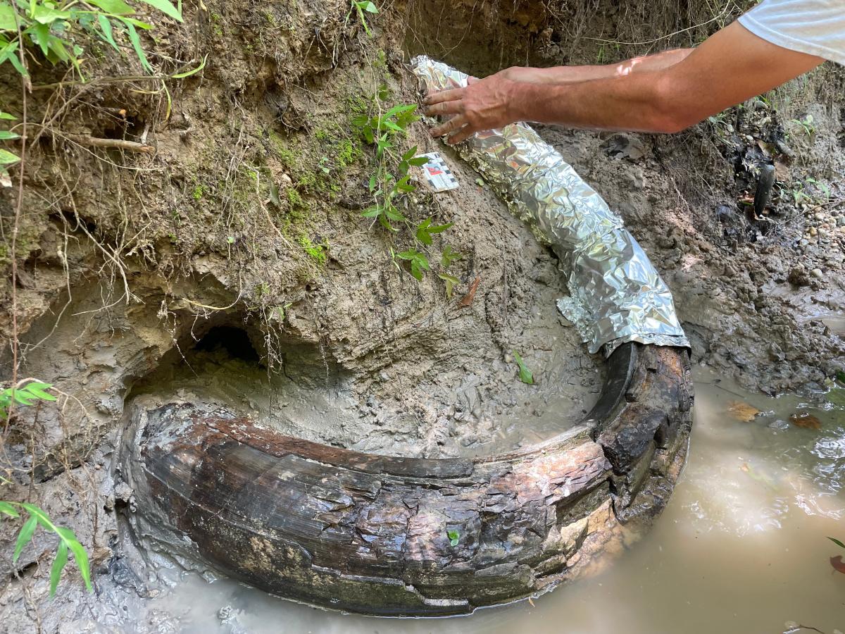 El descubrimiento de un raro colmillo de mamut en Mississippi es el primer descubrimiento de este tipo