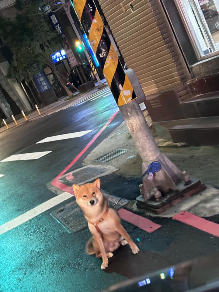 網友在馬路旁發現一隻柴柴呆坐路邊。（圖片來源：翻攝自臉書社團「爆料公社」）
