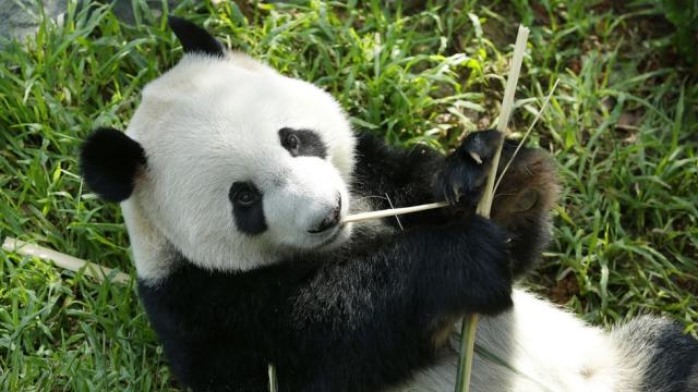 El oso panda ya no está en peligro de extinción - News in Easy Spanish