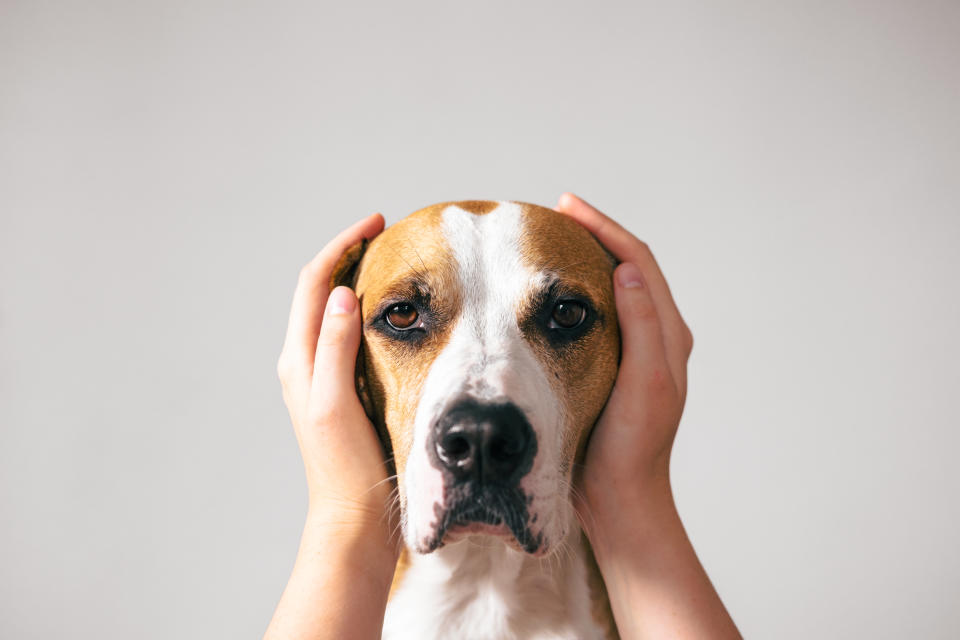 La pirotecnia estresa a los animales de compañía, ya que les genera miedo, ansiedad y graves repercusiones en su salud. 