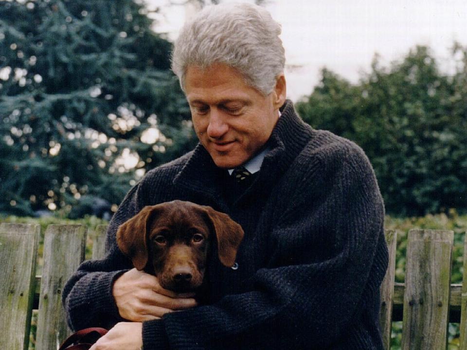 Egal, ob man Bill Clinton nun mag oder nicht, diesen drei Monate alten Labradorwelpen muss man einfach lieben. Schade, dass man ihn nicht wählen kann. (Bild: Getty Images)