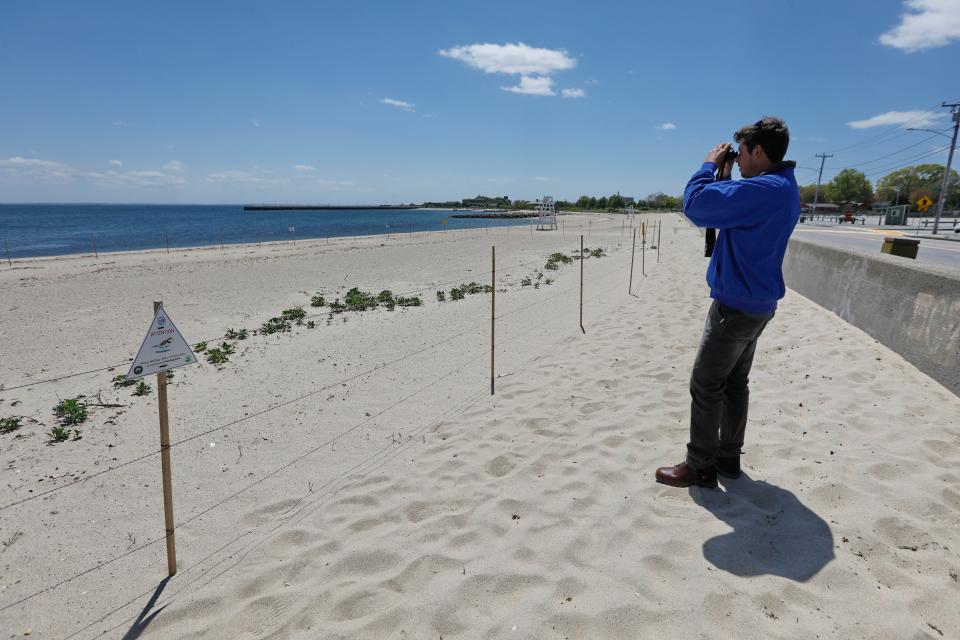 Chance Perks, New Bedford Conservation Agent, checks in on the piping plovers nesting on East Beach in New Bedford.