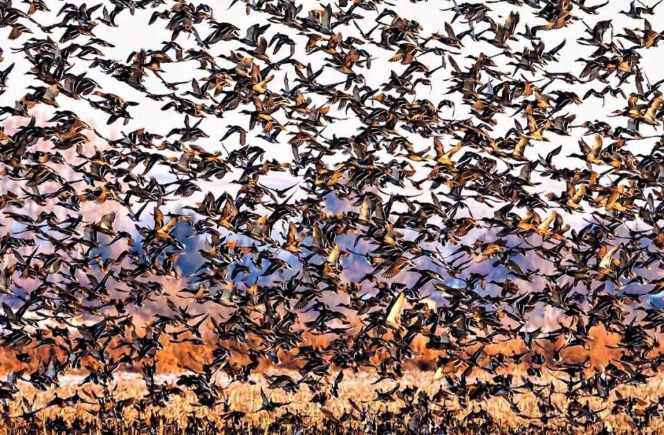 Gigantic flocks of ducks and geese take wing from the McNary Wildlife Refuge in Burbank. A new blind will help visitors get a better view the massive migration of waterfowl.