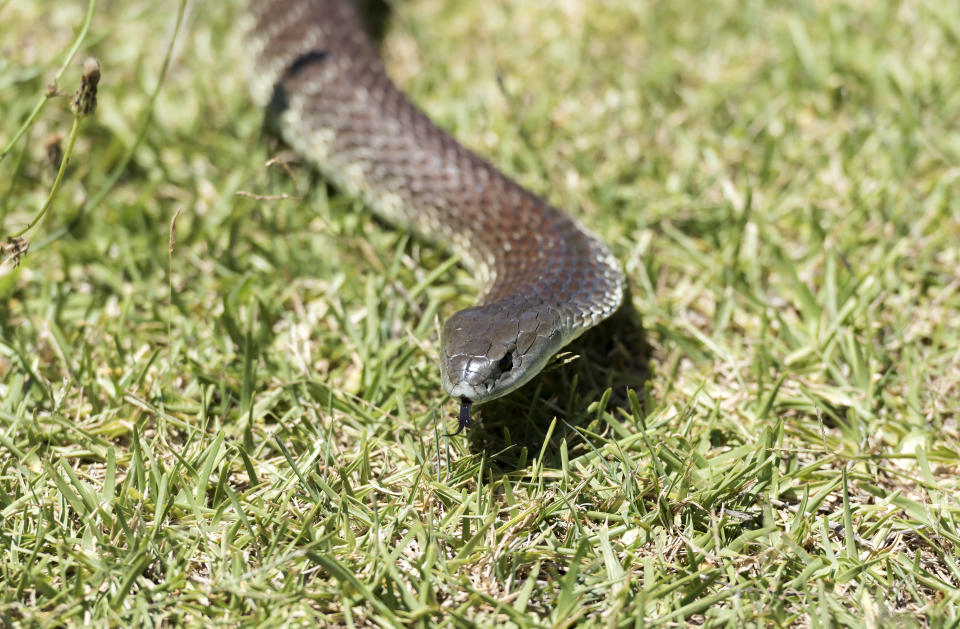 The mum found an eastern brown snake in her daughter’s cot and ran from the house. Source: Getty Images (file pic)