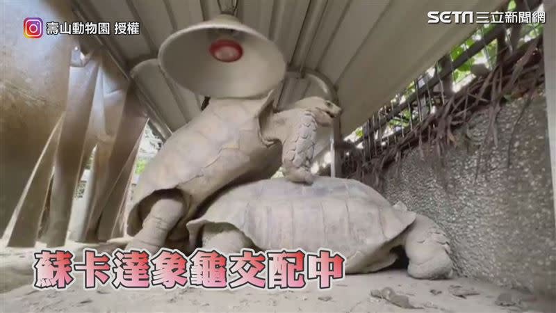 園方分享一段象龜交配的影片。（圖／壽山動物園 授權）