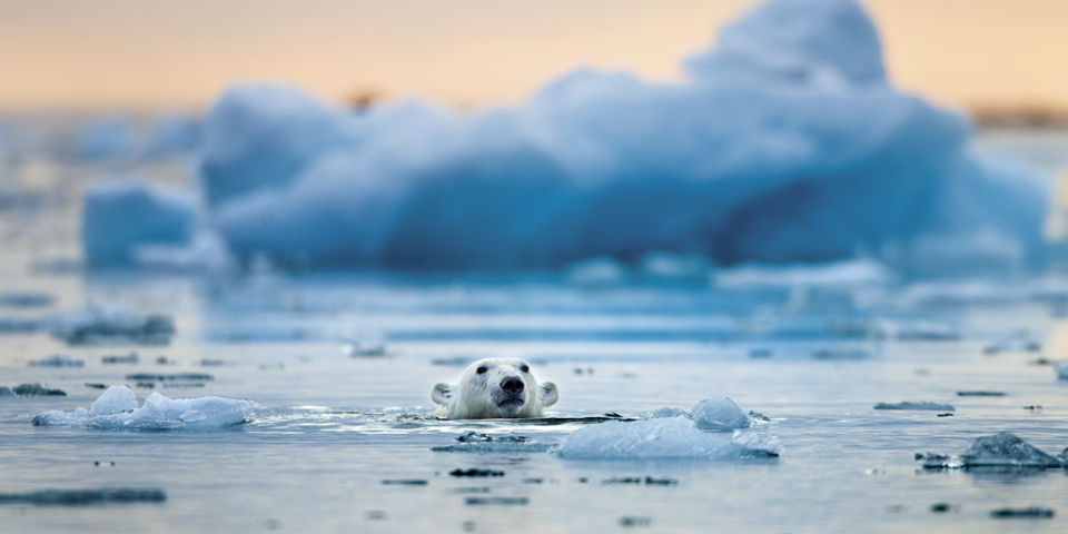 <span>Osos polares en Noruega, en peligro de extinción por el calentamiento global. (Foto: Paul Souders/Getty)</span>