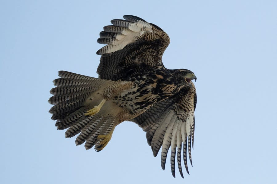 FILE: A Harris’s hawk (Parabuteo unicinctus) flies over Independence Square in Montevideo on July 10, 2023. (Photo by Pablo Porciuncula/AFP via Getty Images)