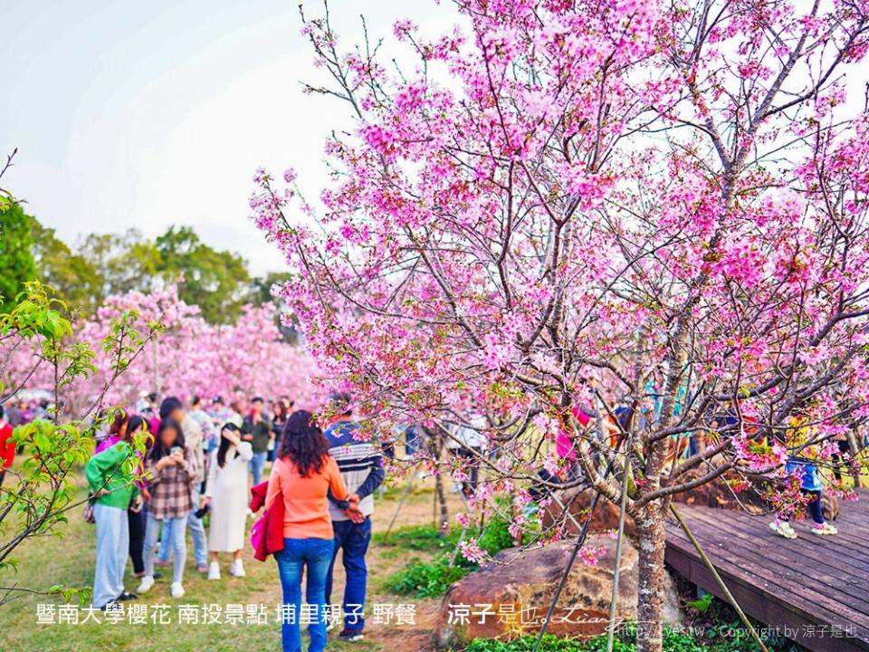 南投埔里｜暨南大學 賞櫻