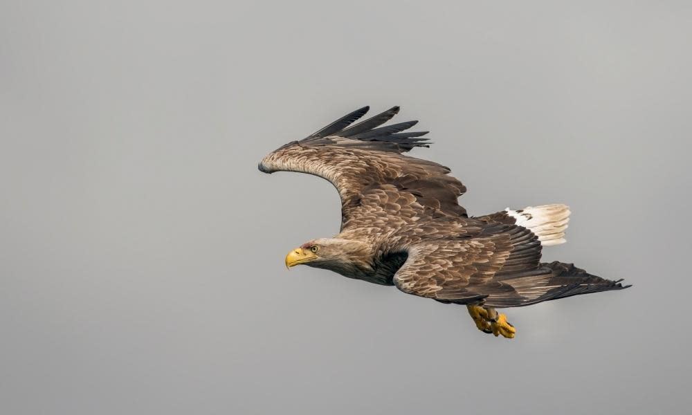 <span>Photograph: Bob Sharples/Alamy</span>