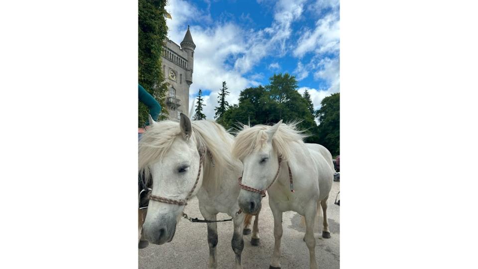 Two white horses