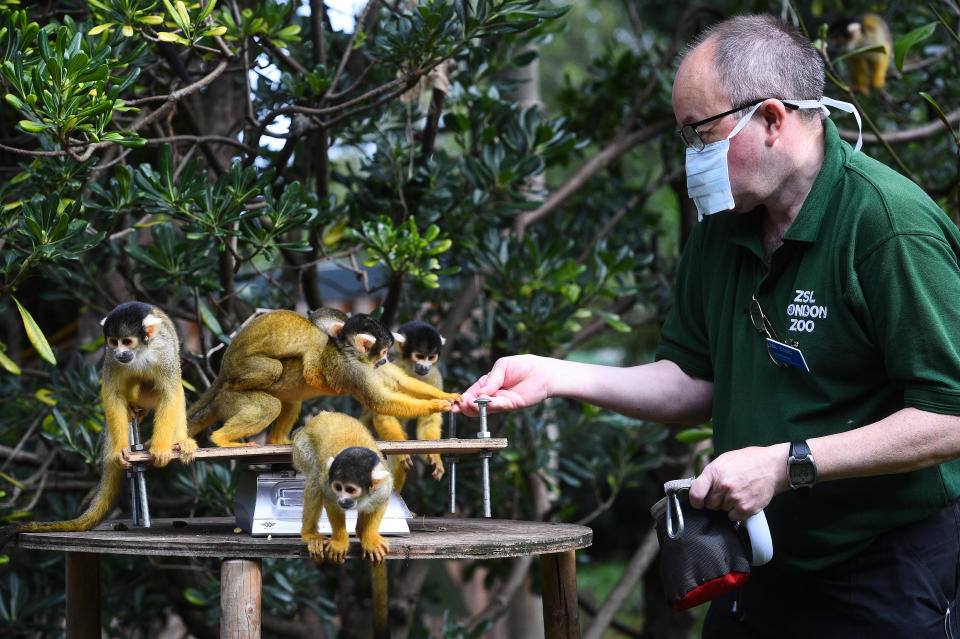 ZSL London Zoo annual weigh-in