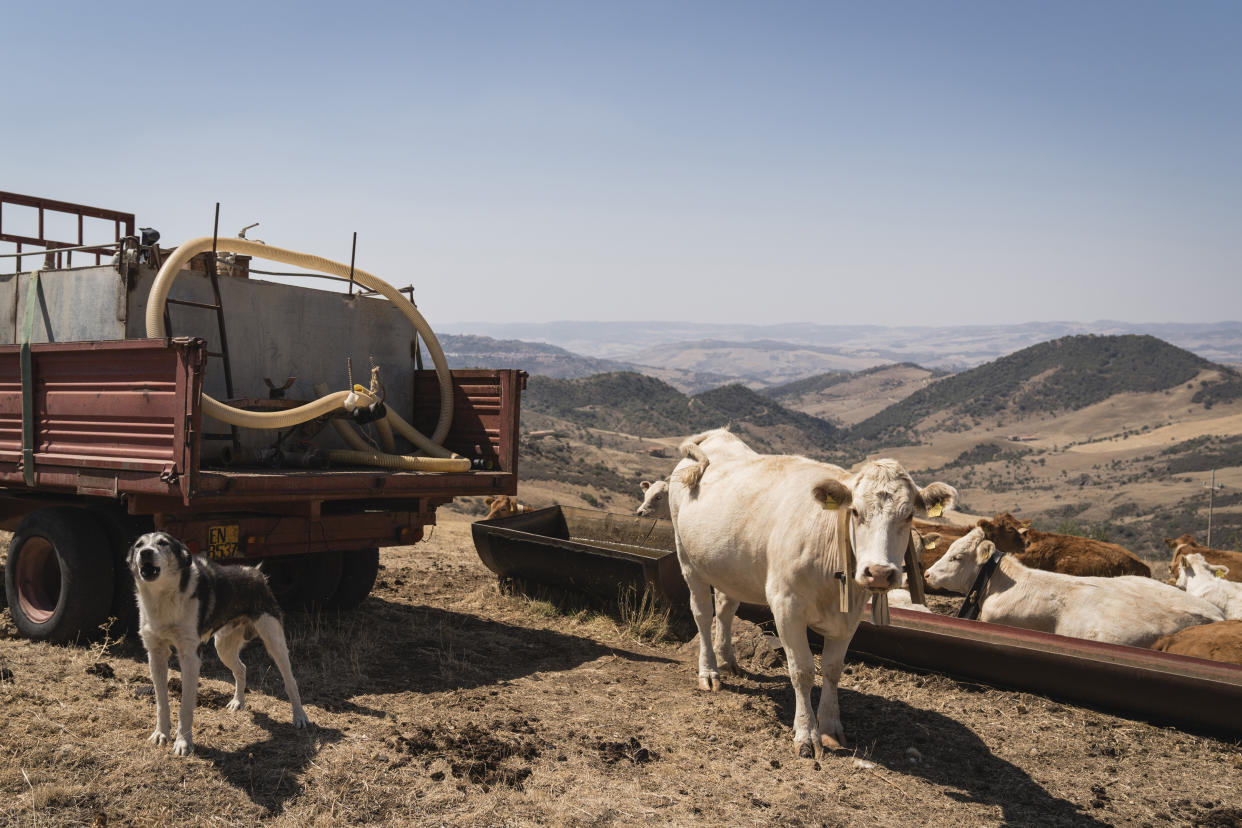 “Si no conseguimos forraje y no conseguimos agua, tendremos que sacrificarlas a todas”, dijo Luca Cammarata, un criador de cabras cerca de Caltanissetta, Sicilia. (Gianni Cipriano/The New York Times)