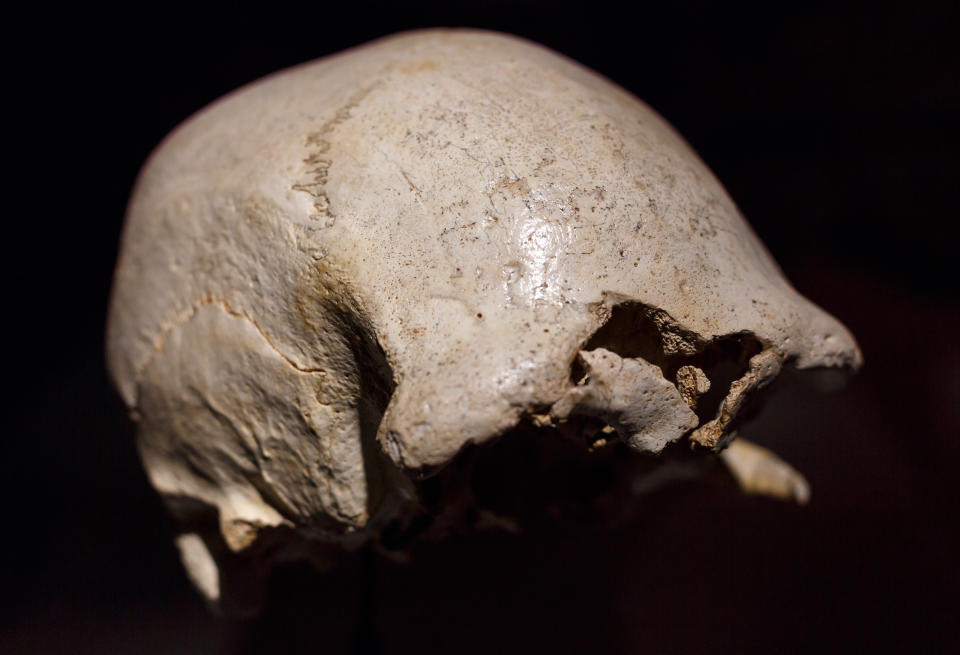 The craneum of an adult Homo heidelbergensis, an extinct species of the genus Homo, dubbed 'Skull 4' is displayed at the Museum of Human Evolution (MEH) in Burgos on May 11 2016.   Discovered in July 1992, in the "Sima de los Huesos de los Yacimientos" a cave in the Atapuerca mountainsh, the skull is estimated to be around 430,000 years old. / AFP / CESAR MANSO        (Photo credit should read CESAR MANSO/AFP via Getty Images)