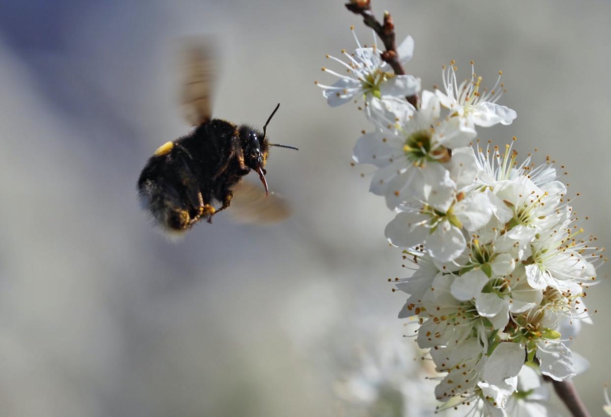 A bumblebee lands on the flowers of a white sloe bush. <a href="https://www.gettyimages.com/detail/news-photo/april-2022-saxony-anhalt-kathendorf-a-bumblebee-lands-on-news-photo/1240227459" rel="nofollow noopener" target="_blank" data-ylk="slk:Soeren Stache/picture alliance via Getty Images;elm:context_link;itc:0;sec:content-canvas" class="link ">Soeren Stache/picture alliance via Getty Images</a>