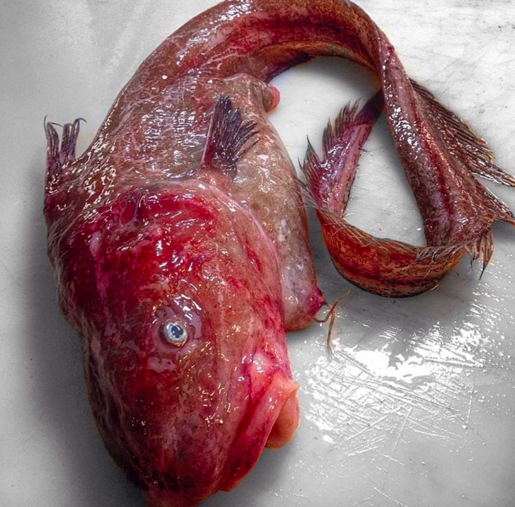 <p>Incredibly, this red fish is one of the more normal-looking creatures caught up in Roman Fyodorov’s net (CEN) </p>