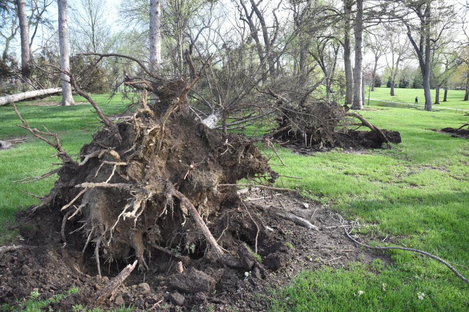 Trees uprooted at McKennan Park during a storm on May 12, 2022. The trees as pictured May 13, 2022.