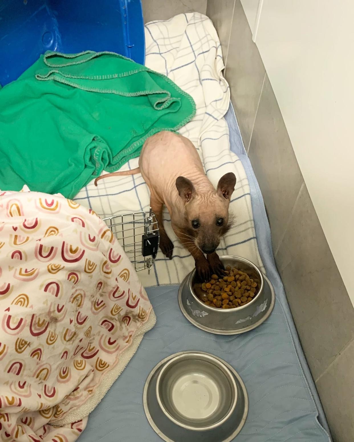 The hairless raccoon was trapped in West Arichat, Cape Breton, and brought to a Nova Scotia wildlife sanctuary where it's being checked and cared for. (Hope For Wildlife/Facebook - image credit)