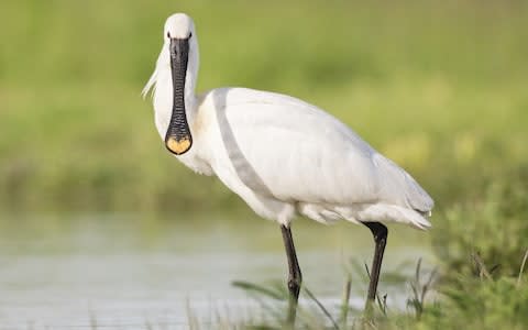 The marshes are home to iconic waders like the Spoonbill - Credit: Kevin Elsby