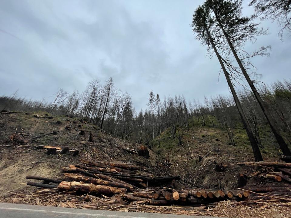 Logged trees lay alongside the McKenzie River Highway after the 2020 Holiday Farm Fire.
