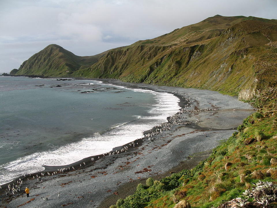 麥覺理島 (Photo by M. Murphy, Wikimedia Commons提供) 