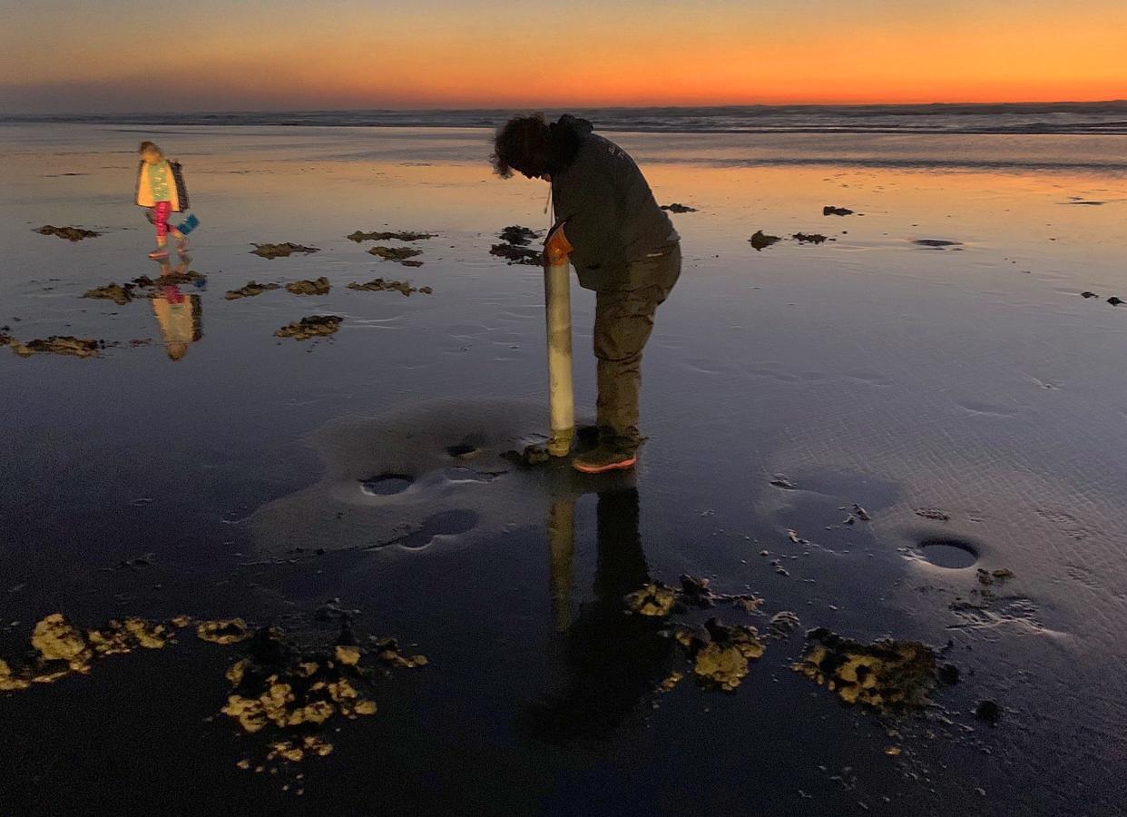 Razor clam harvest has reopened on the central and northern Oregon Coast.