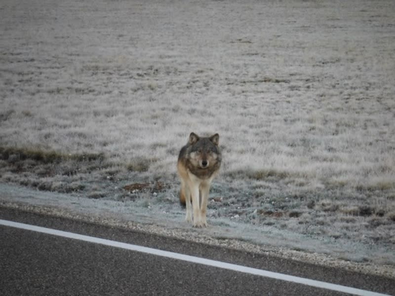 grand canyon wolf.JPG